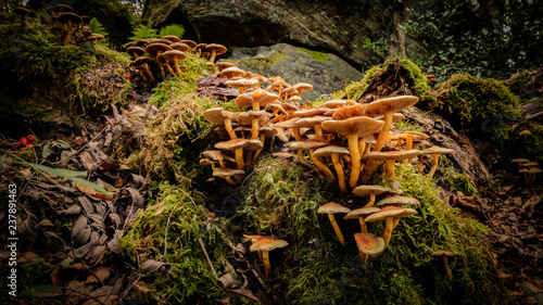 Mushrooms on the Forest Floor
