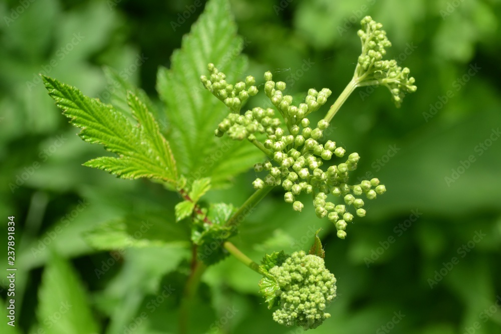 Wiązówka błotna - paki kwiatowe, Filipendula ulmaria Wiązówka błotna - paki kwiatowe, Filipendula ulmaria