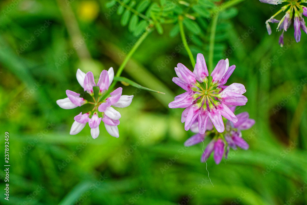 Obraz premium Wildblumen