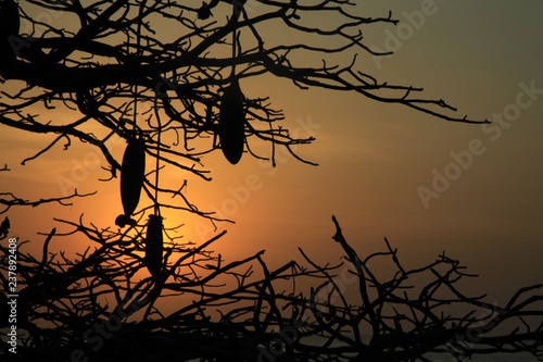 kontury konarów i owoców baobabu na tle zachodzącego słońca w afryce © KOLA  STUDIO