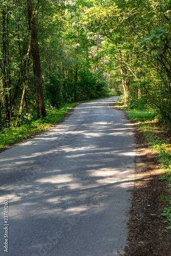 asphalt wavy road in forest in summer