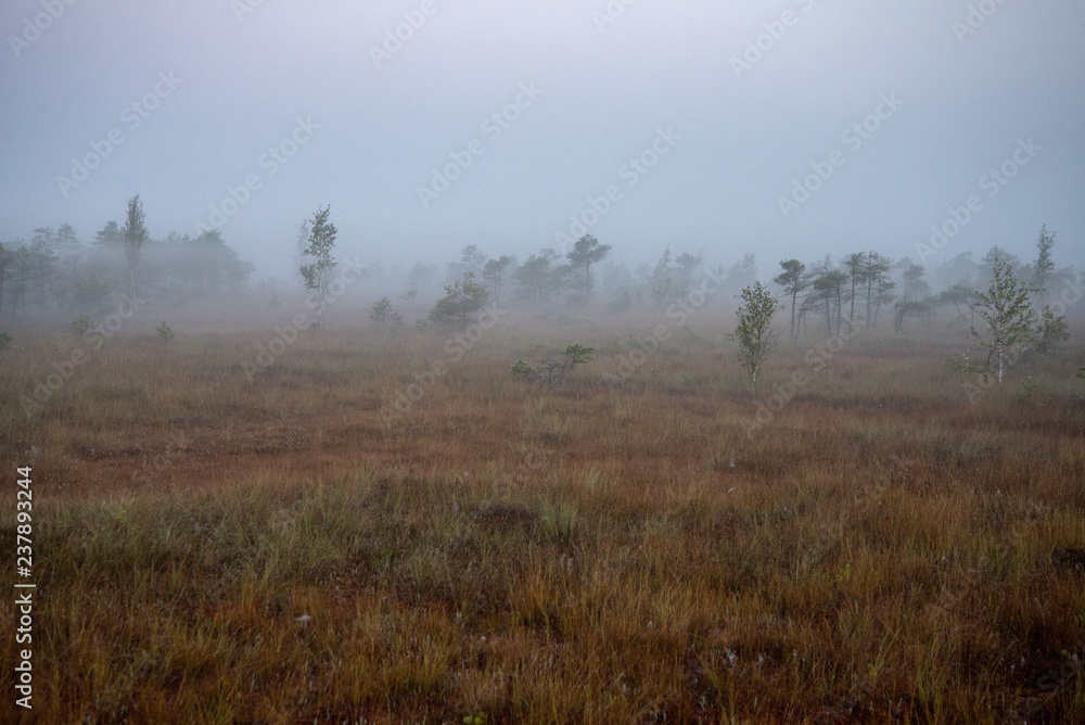 sunrise with mist in swamp bog area sunrise with mist in swamp bog area