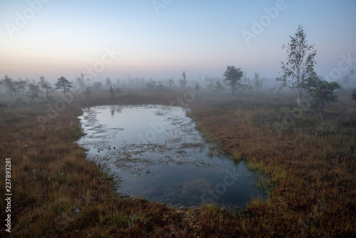 Fototapeta Naklejka Na Ścianę i Meble -  sunrise with mist in swamp bog area