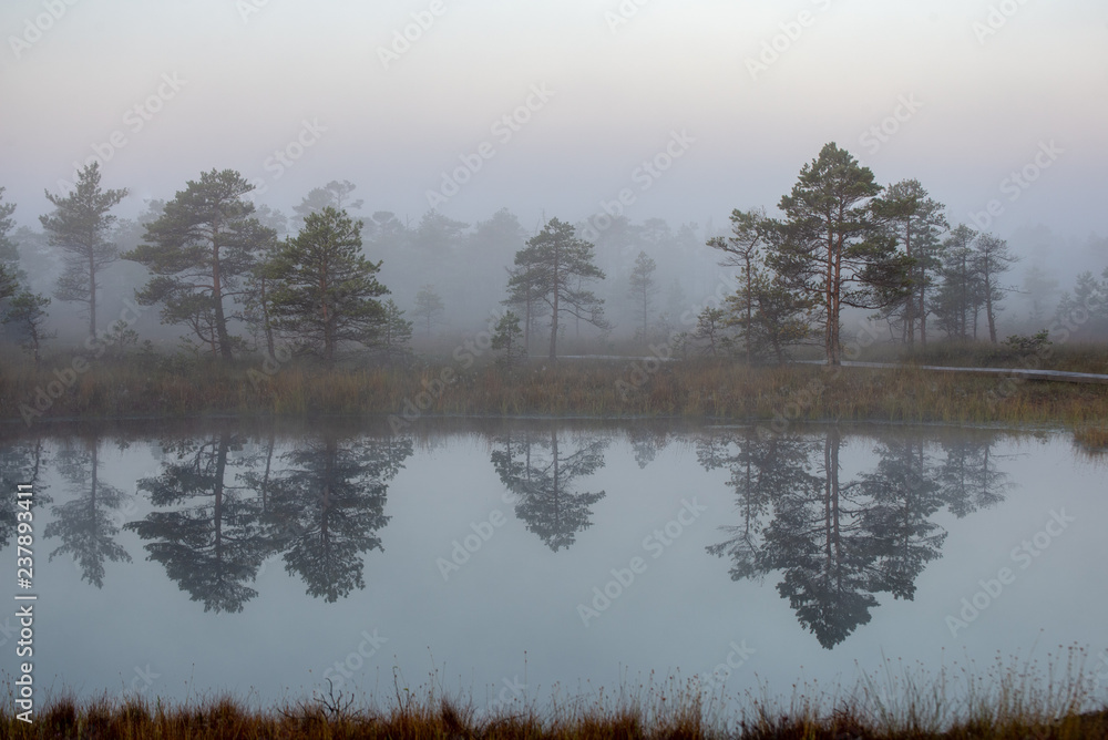 sunrise with mist in swamp bog area sunrise with mist in swamp bog area