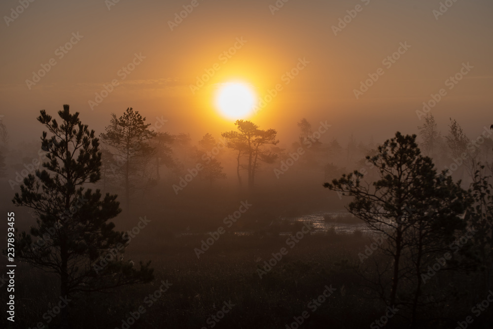 sunrise with mist in swamp bog area