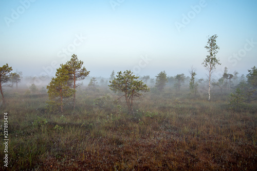 sunrise with mist in swamp bog area