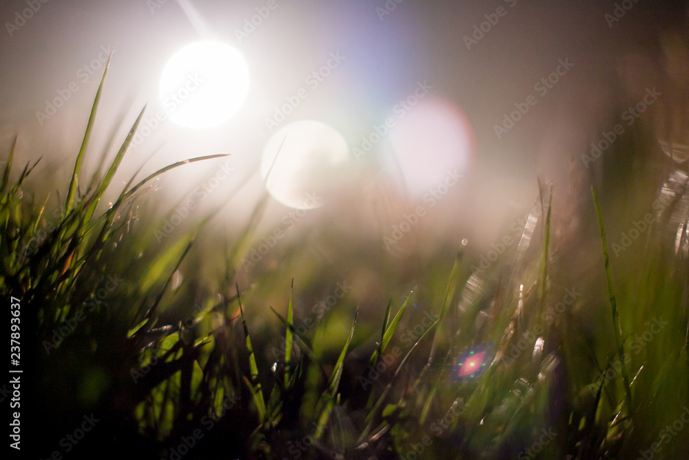 Grass closeup with dew drops in warm sunlight, with shallow focus and backlight for beautiful bokeh effect in the background