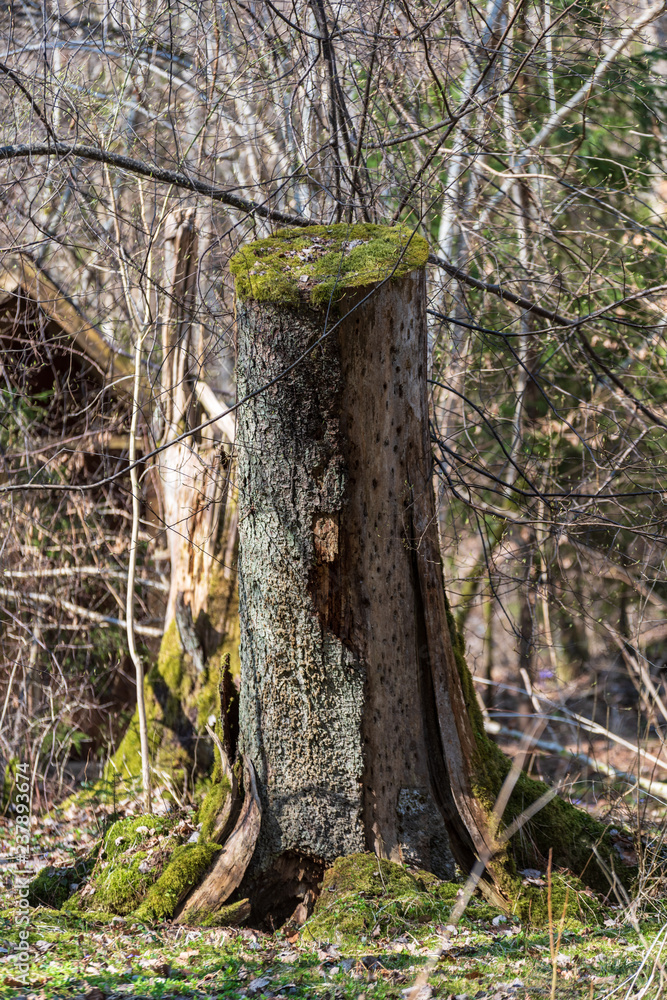 old dry tree trunk stomp texture with bark old dry tree trunk stomp texture with bark