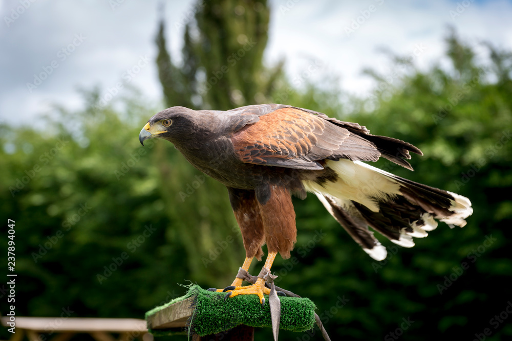 Gallos búho lechuza águilas gallinas aves volar rapaz granja bonito capaz  Rioja Natura harris halcón Gavilán Photos | Adobe Stock