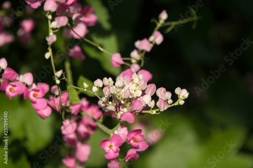 Mexican creeper flower, Small Pink mix white flower