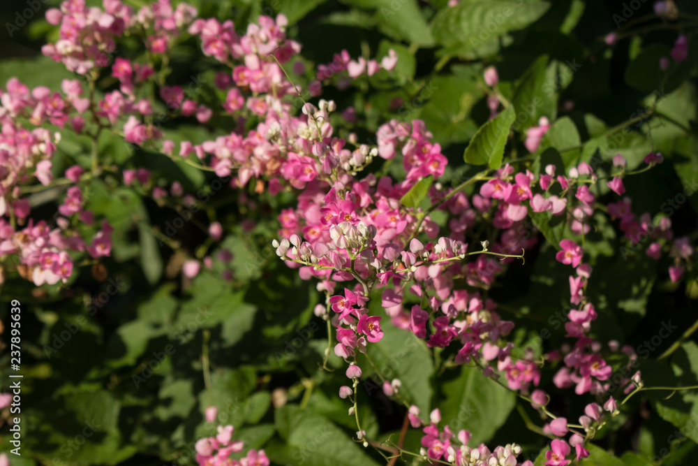Mexican creeper flower, Small Pink mix white flower Mexican creeper flower, Small Pink mix white flower