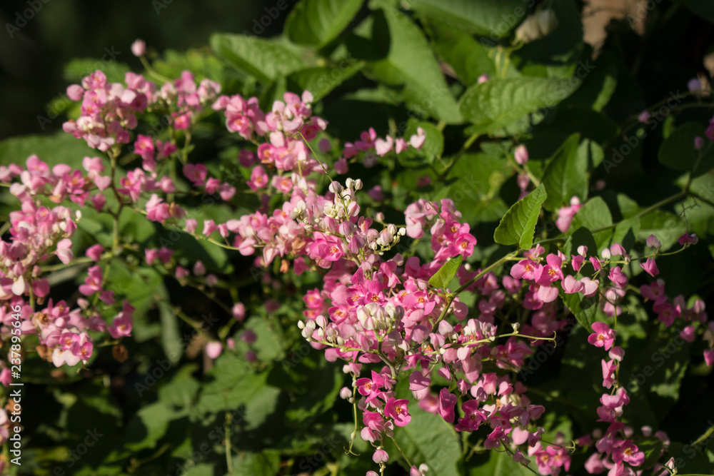Mexican creeper flower, Small Pink mix white flower Mexican creeper flower, Small Pink mix white flower