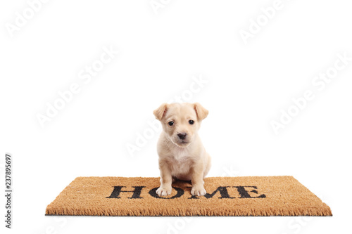 Fototapeta Naklejka Na Ścianę i Meble -  Cute little puppy standing on a door mat with written text home