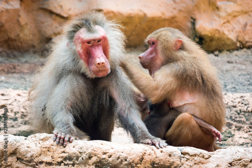 a family of hamadryas baboon whole sitting and socializing a family of hamadryas baboon whole sitting and socializing