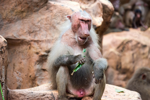 A very old grumpy hamadryas baboon while sitting and eating photo