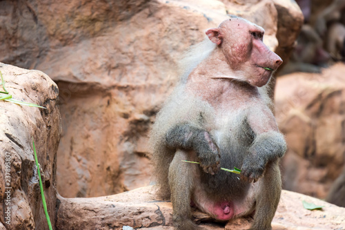 A very old grumpy hamadryas baboon while sitting and eating photo