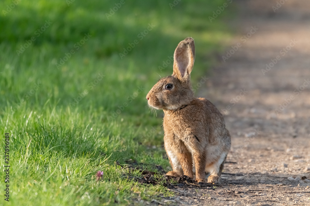 Fototapeta premium lapin