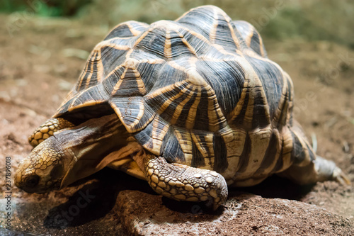 a polughshare tortoise while exploring a soil focusing on its shell