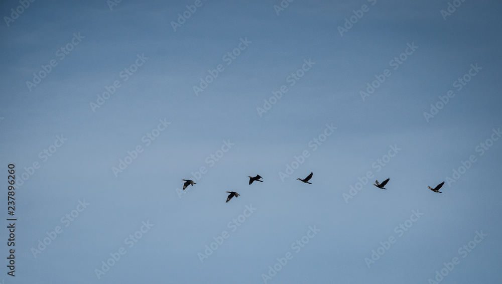 Group of cormorants (Phalacrocorax carbo) flying in a clear sky during the morning.
