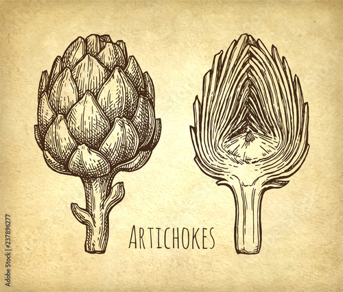 Ink sketch of artichokes.