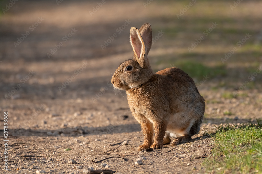 lapin lapin