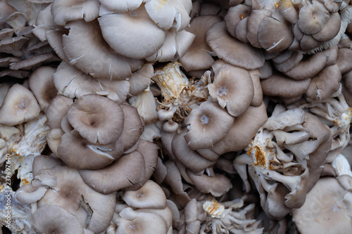 mushrooms on the morning market