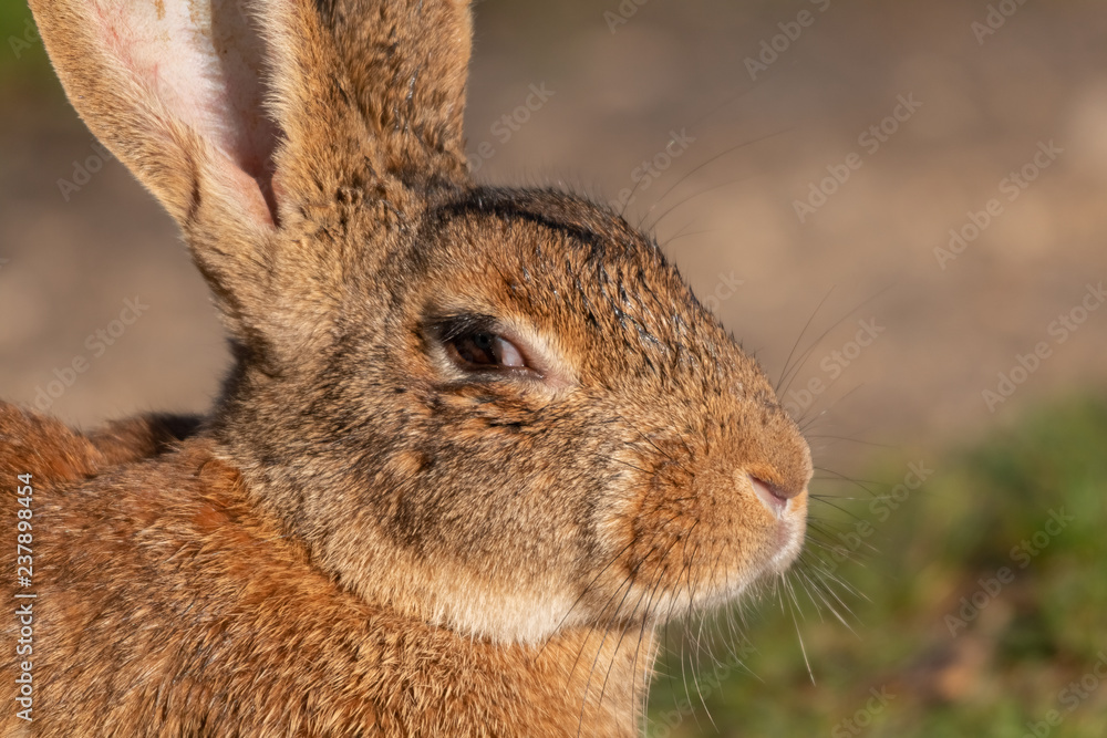 Obraz premium lapin