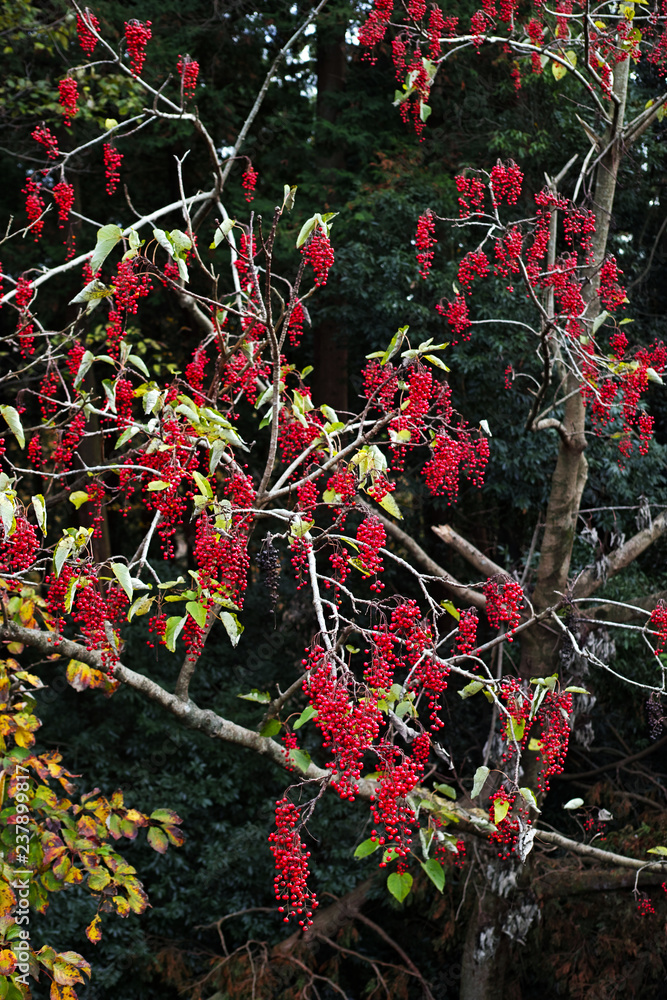 赤い実をたくさんつけたイイギリの木