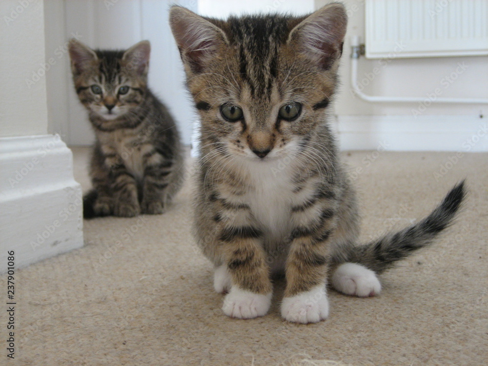 2 kittens