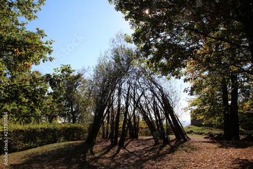 Weidendom auf dem Litermont Gipfel im Saarland