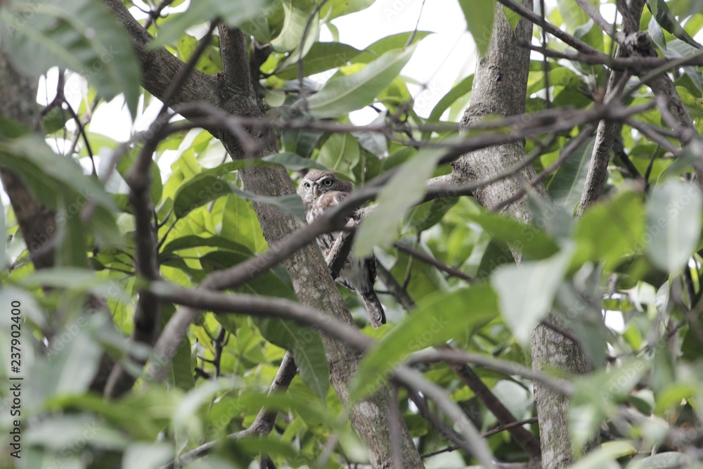 Pearl-spotted owlet (Glaucidium perlatum) hidden in a tree Pearl-spotted owlet (Glaucidium perlatum) hidden in a tree