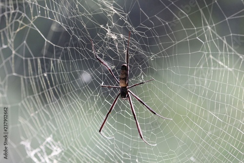 Golden Orb-weaver (Nephila senegalensis) on the net