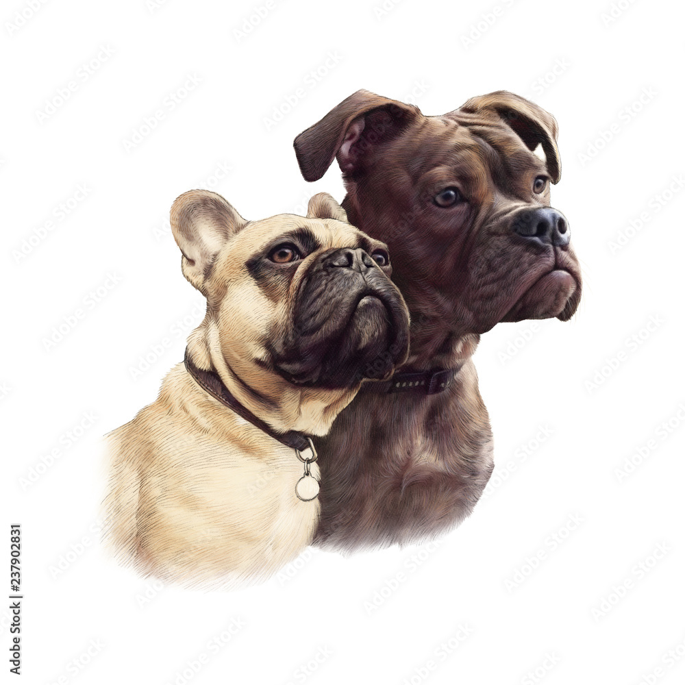 Two Cute French Bulldogs isolated on white background. Realistic drawing of boxer dogs. Hand Painted Illustration of Pets. Animal collection: Dogs. Design template. Good for pet shop, T-shirt, pillow Two Cute French Bulldogs isolated on white background. Realistic drawing of boxer dogs. Hand Painted Illustration of Pets. Animal collection: Dogs. Design template. Good for pet shop, T-shirt, pillow