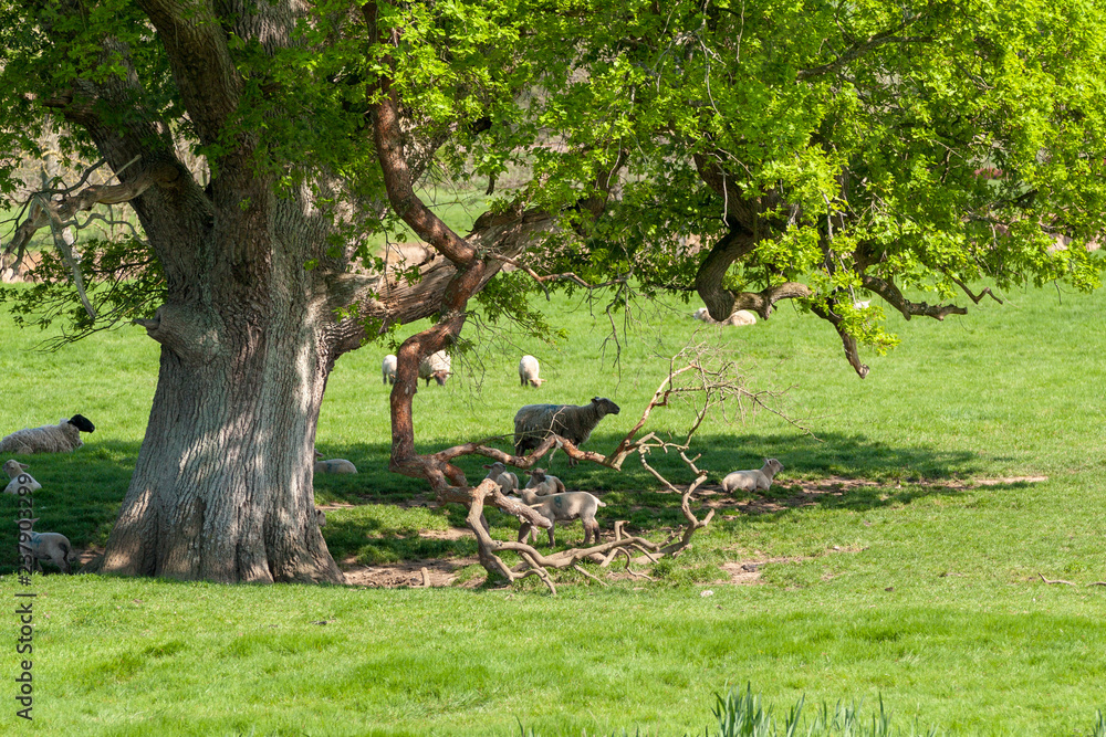 Obraz premium Sheep rest under a tree on a sunny day