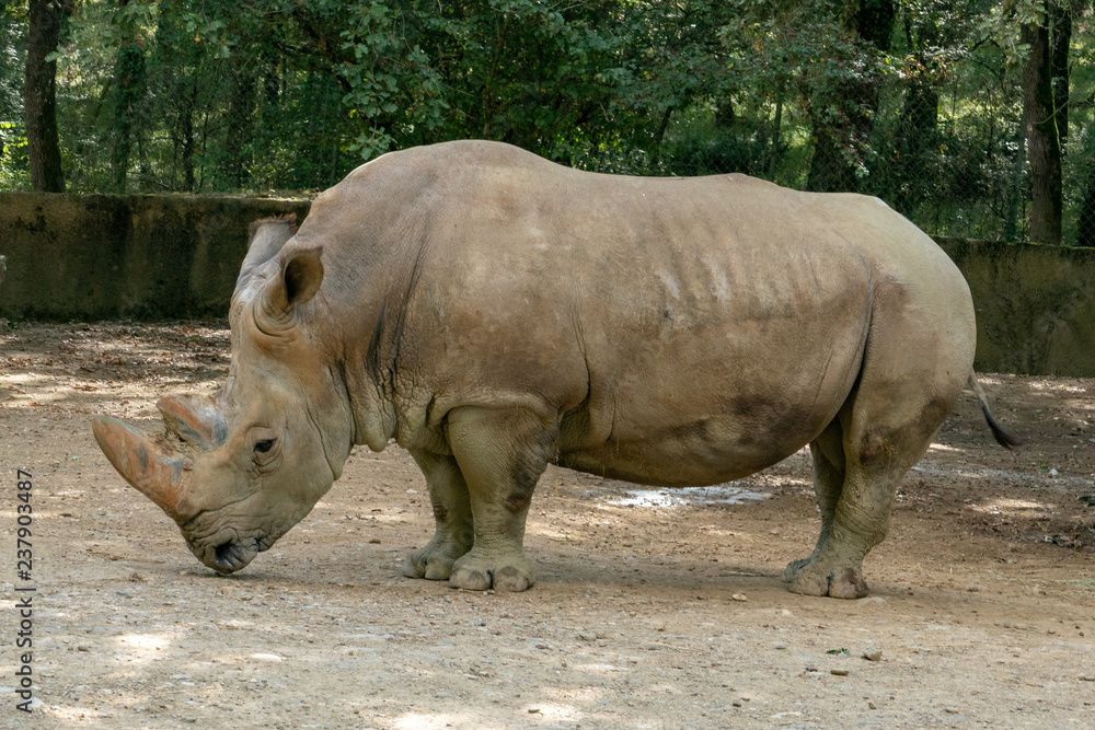 Naklejka premium Saw this Rhinoceros while visiting the famous Kruger National Park in South Africa.