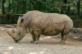 Saw this Rhinoceros while visiting the famous Kruger National Park in South Africa.