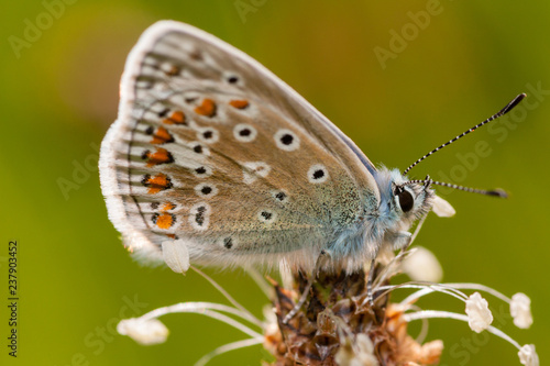 Wallpaper Mural common blue butterfly up close Torontodigital.ca