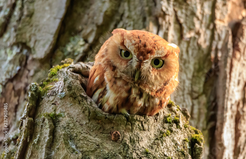 Photography EASTERN SCREECH OWL,Red Phase