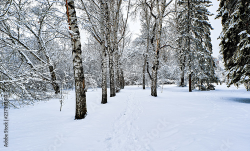 Winter birch alley