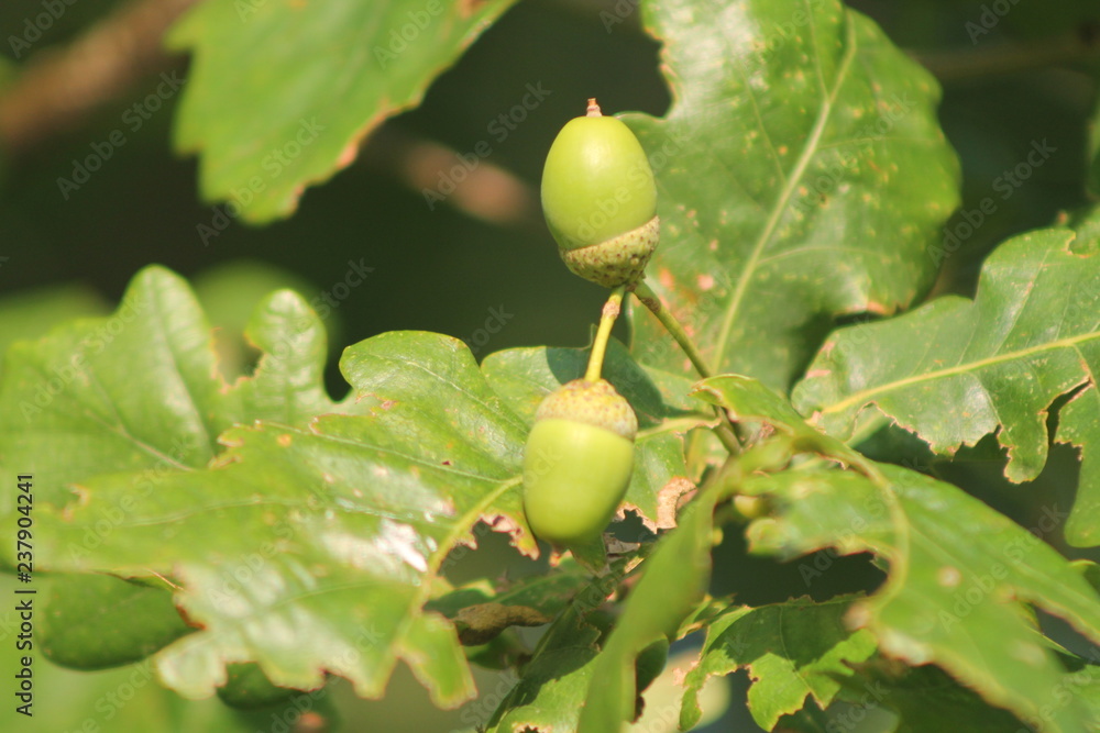 Obraz premium acorns on tree
