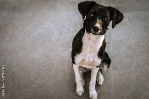 Fototapeta Naklejka Na Ścianę i Meble -  black and white dog sitting on the asphalt 