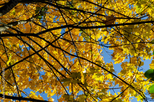 Bottom view to a branch with bright yellow maple leaves and sky gaps