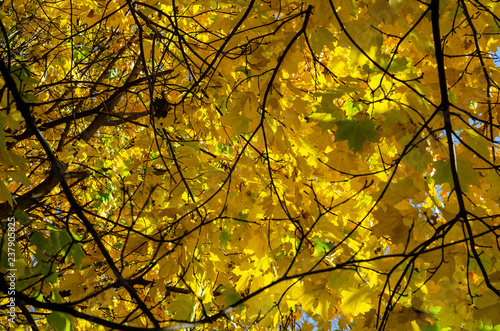 Bottom view to a branch with bright yellow maple leaves and sky gaps