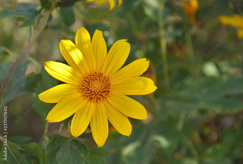Marigold Tree, tournesol Mexican Mexican, sunflower (scientific name: Tithonia diversifolia) are blooming in the garden. In the natural environment.