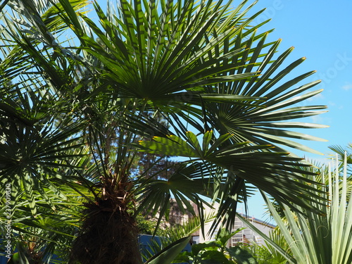 Palm tree on background of blue sky