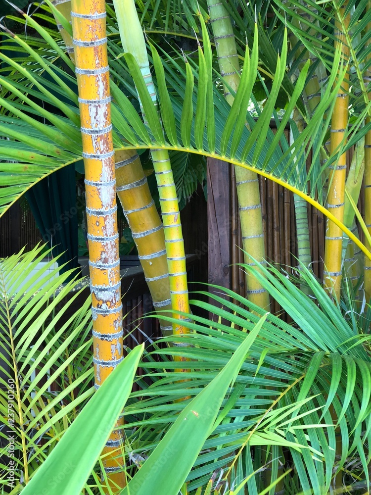 Fotografie Bamboo garden detail
