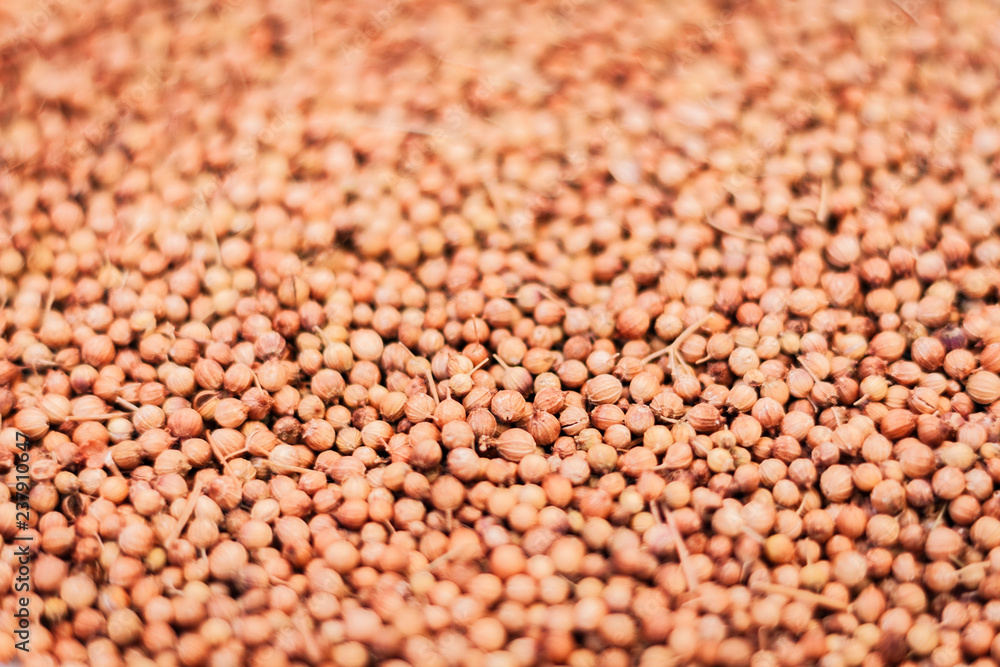 Dried coriander seeds (Coriandrum sativum) closeup background texture Dried coriander seeds (Coriandrum sativum) closeup background texture