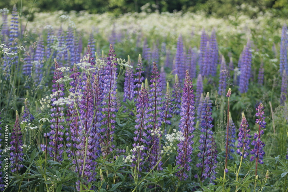 Obraz premium Lupin on the field in Belarus