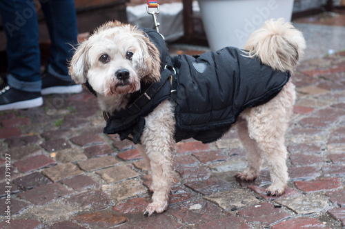 portrait of poodle with rain coat in the street