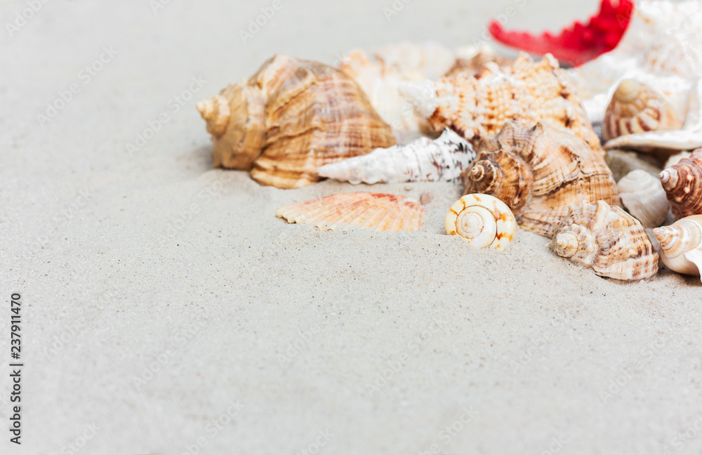 beach summer background – seashells and sea stars on the sand, copy space for text